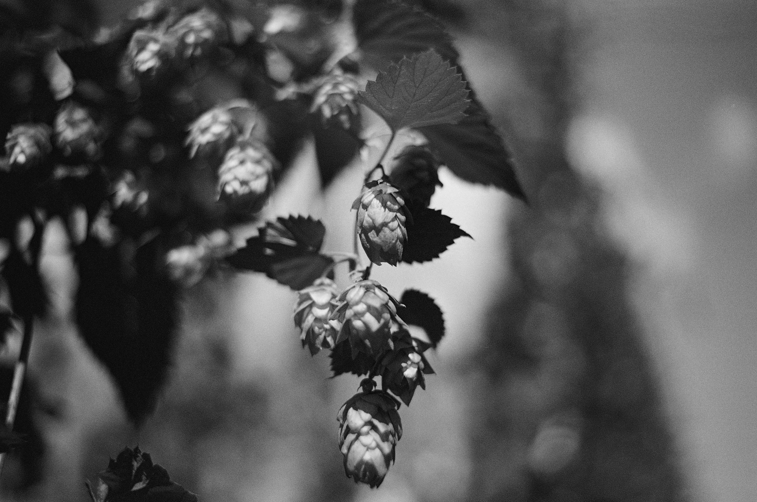 brewery-finance-options-6ix-process-design